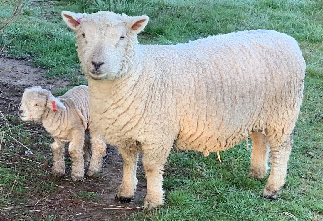 Purebred Babydoll ewe and lambs